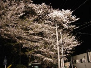 きれいな夜桜