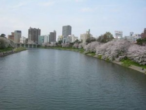 乙川沿いの桜