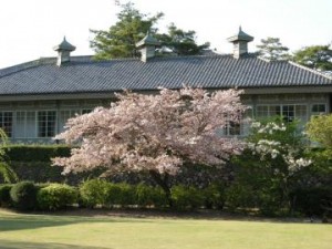 きれいな桜