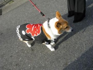 ワンちゃんも、お祭りに参加