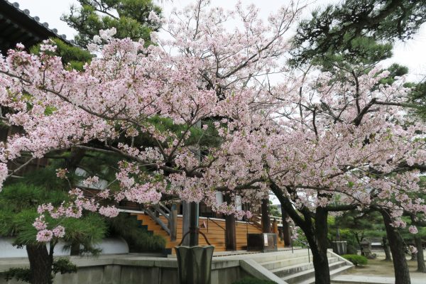 常楽寺の本堂前 桜