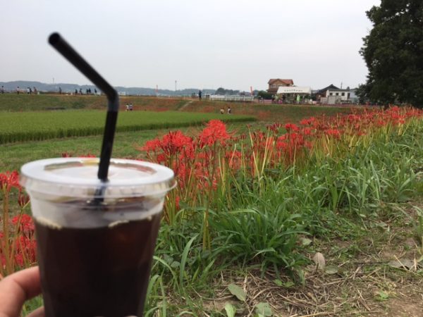 矢勝川の彼岸花とテイクアウトコーヒー