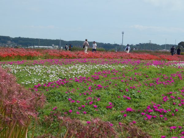 矢勝川の彼岸花_1