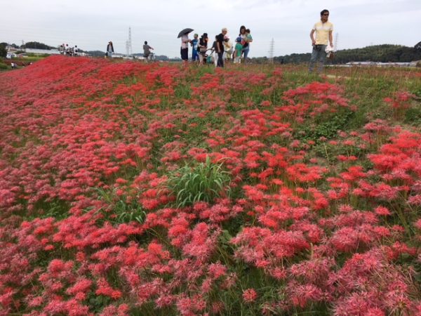 矢勝川の彼岸花_2