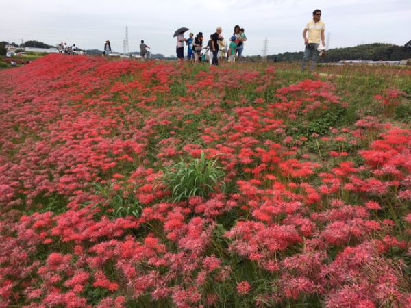 矢勝川の彼岸花_2