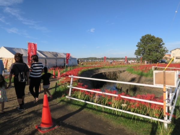 半田 彼岸花 ごんの秋まつり2018_2