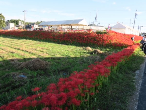 半田 彼岸花 ごんの秋まつり2018_4