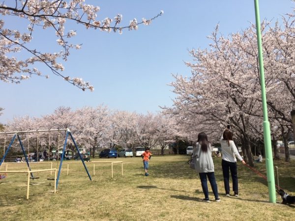 上之山公園 桜2