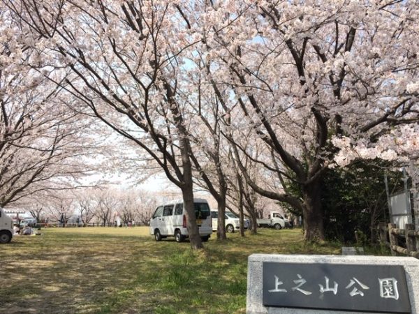 上之山公園 桜1