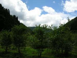 天気がよかったブルベリー狩り