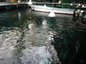 水族館の裏側を見学_1