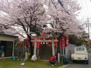 満開の桜