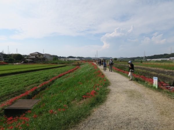 半田 ごんの秋まつり 彼岸花5