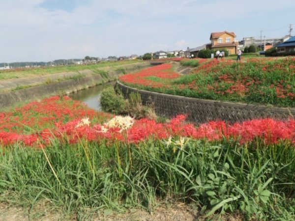 半田 ごんの秋まつり 彼岸花3