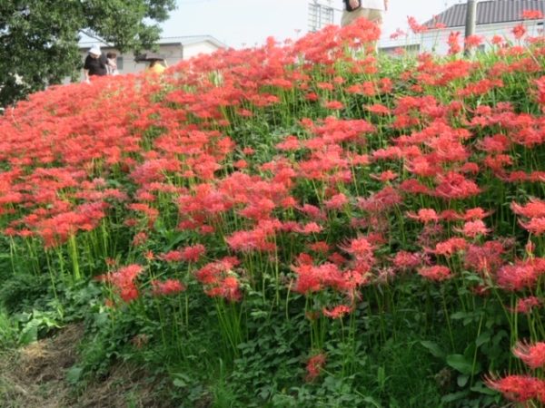 半田 ごんの秋まつり 彼岸花2