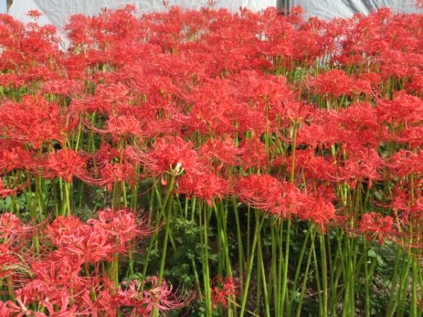 半田 ごんの秋まつり 彼岸花4