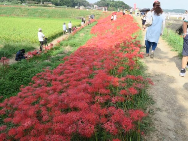 半田 ごんの秋まつり 彼岸花1