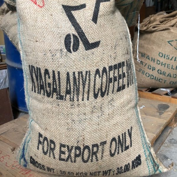 コーヒー豆 ウガンダ・アフリカンスノー 2