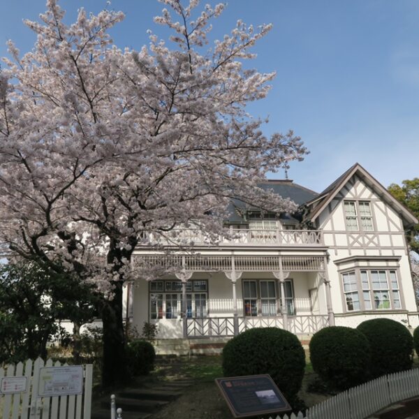 旧中埜家住宅の桜_1