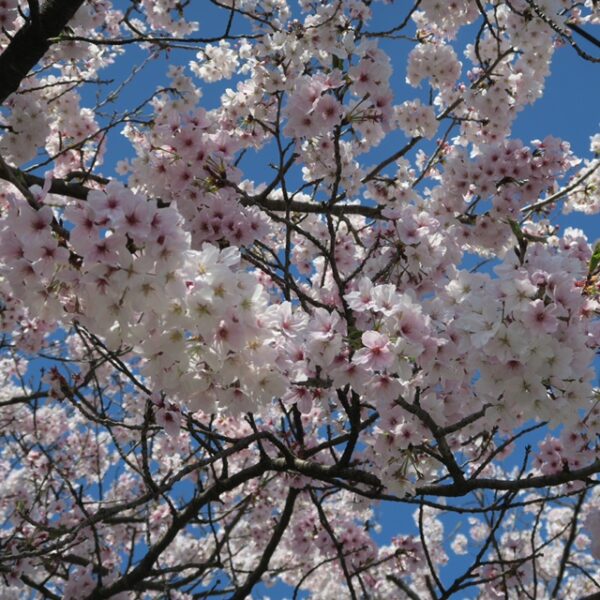 満開の桜