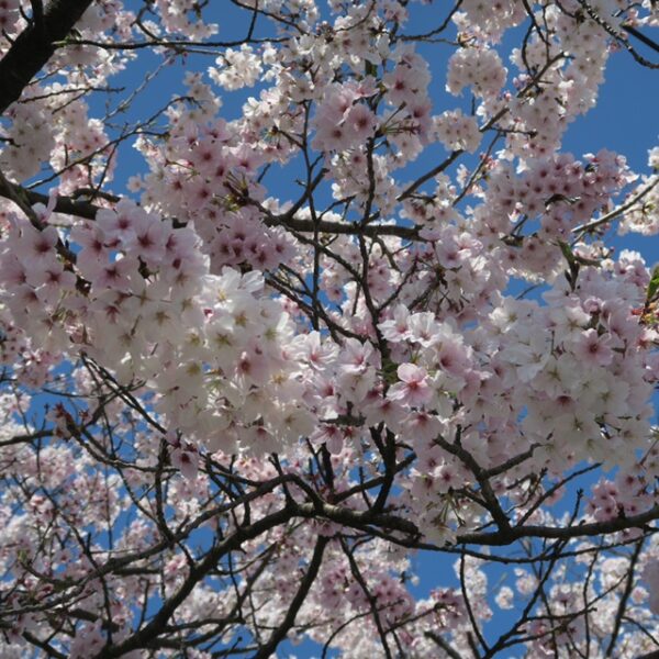 満開の桜