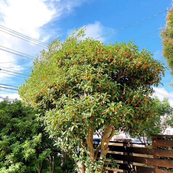 キンモクセイ 半田市 自家焙煎珈琲丸喜_2