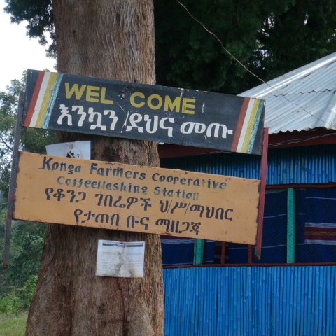 イルガチェフェ G1 コンガ