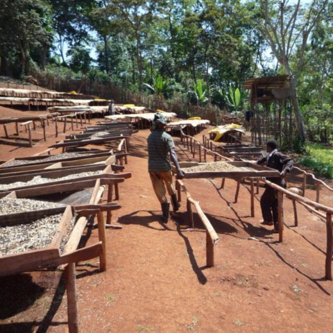 イルガチェフェ G1 コンガ