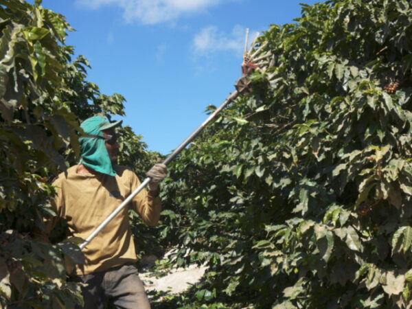 ブラジルパッセイオ