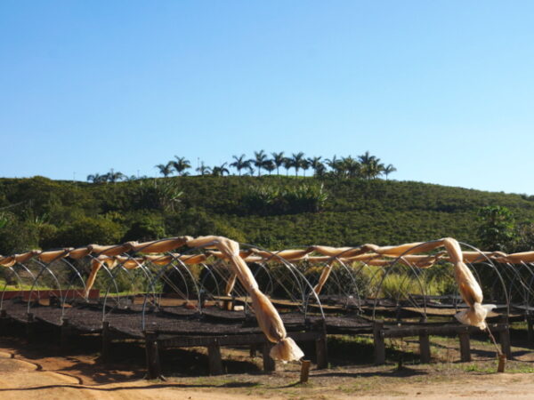 ブラジルパッセイオ