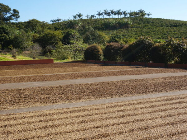 ブラジルパッセイオ