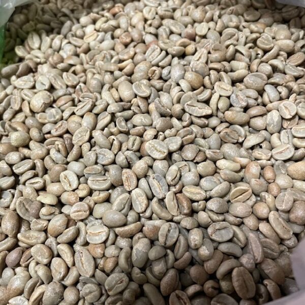 コンゴ民主共和国ベイビーチーターサンドライナチュラル